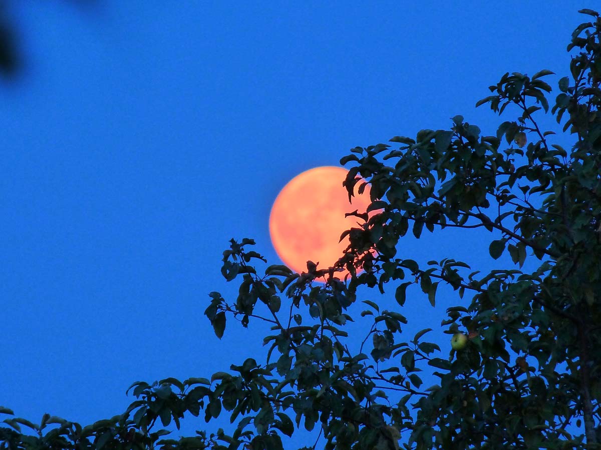 Розовая луна. Зарисовка