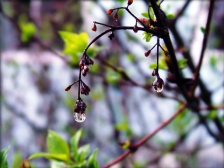 Радуга. Зеленый. Марш