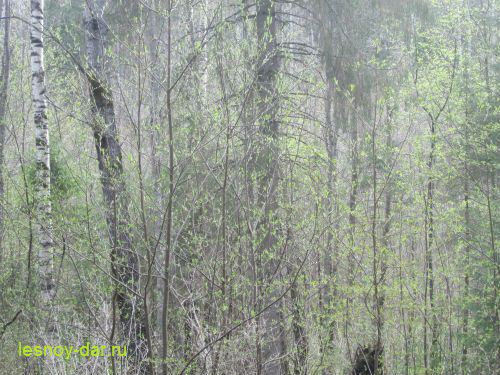 Страсти в небе...