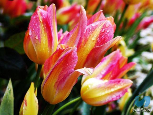 Воскресение