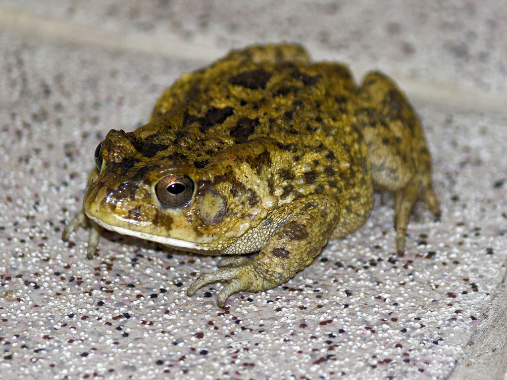 Жди, жаба, жди Монофонический рассказ