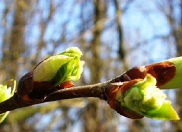 Как чудно роща зеленеет