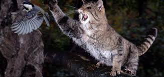 Лады, ладушки