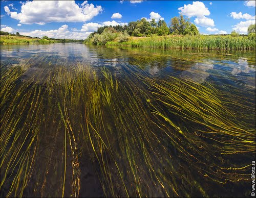 Водоросли реки