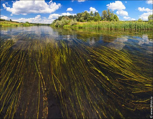 Водоросли из реки