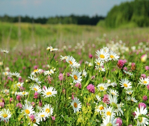 Моей сестре