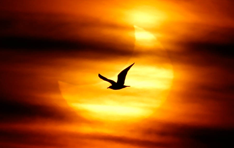 Голос сквозь века