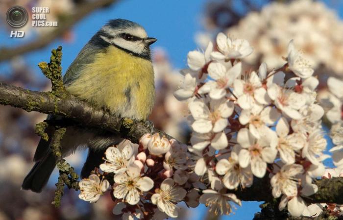 Весенняя зарисовка