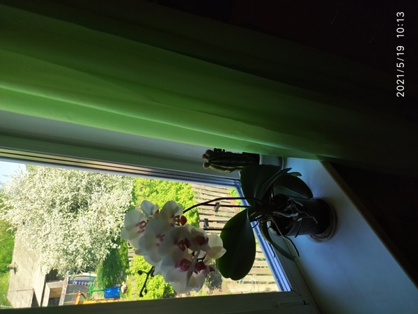 Орхидея и кактус. Шуточное