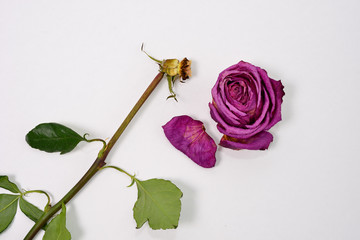 Посвящается встречи с одноклассницами