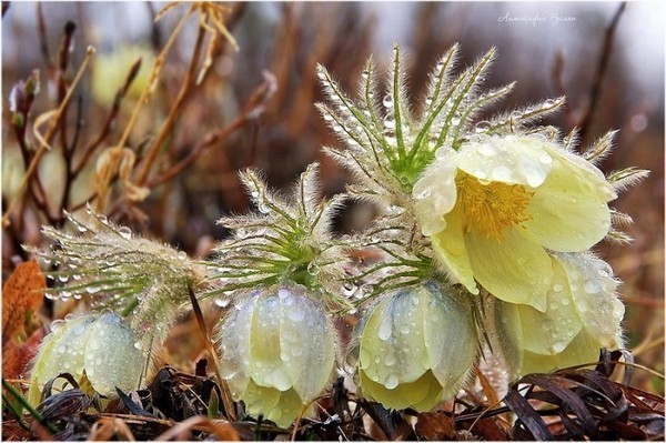 Подснежники