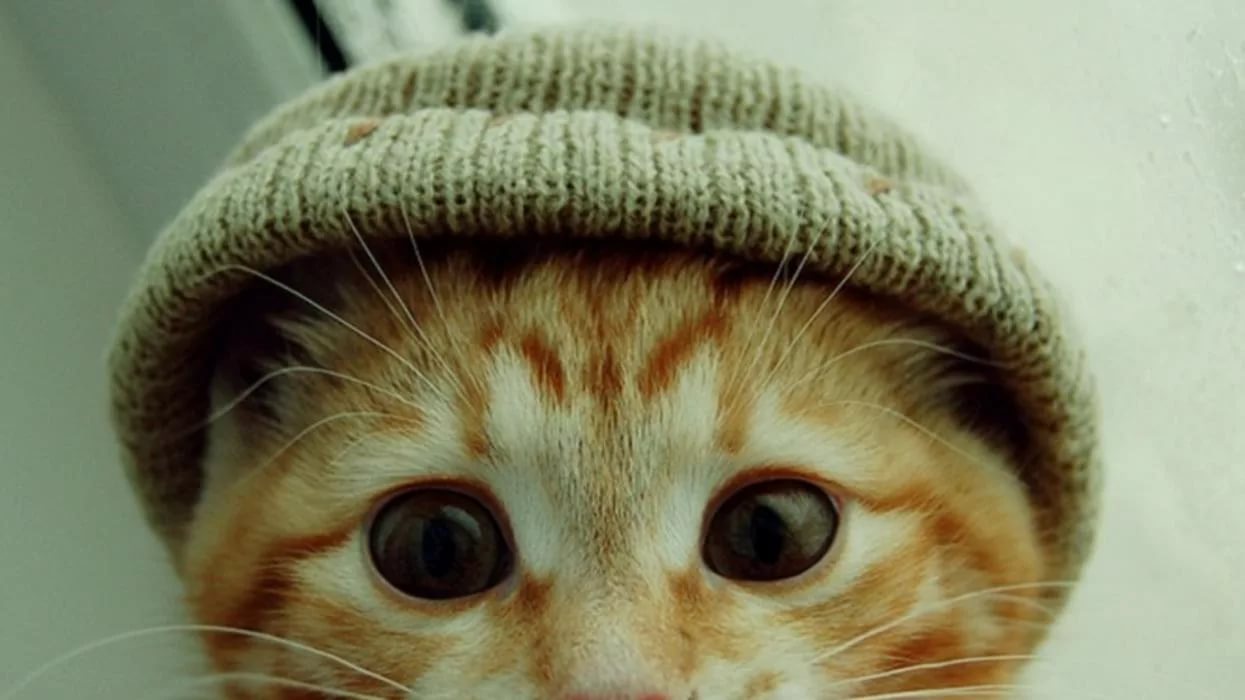 Уфимский хулиган