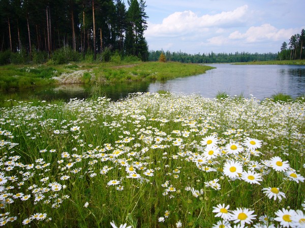 Край родной