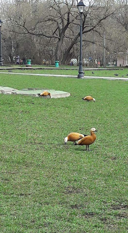 Нам просто с холодом не повезло (Галина Спиридонова) / Стихи.ру