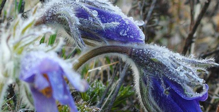 14 апреля - Марья-зажги снега, заиграй овражки, пу