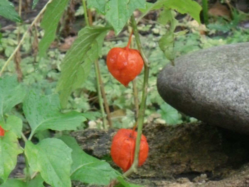 Любовь принёс Он в мир