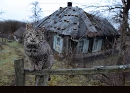 Россия - душа земляничная