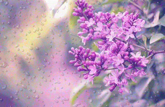 Серебряный сад