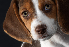 Кто верен и предан...