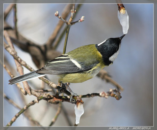 Весна идет, весне дорогу