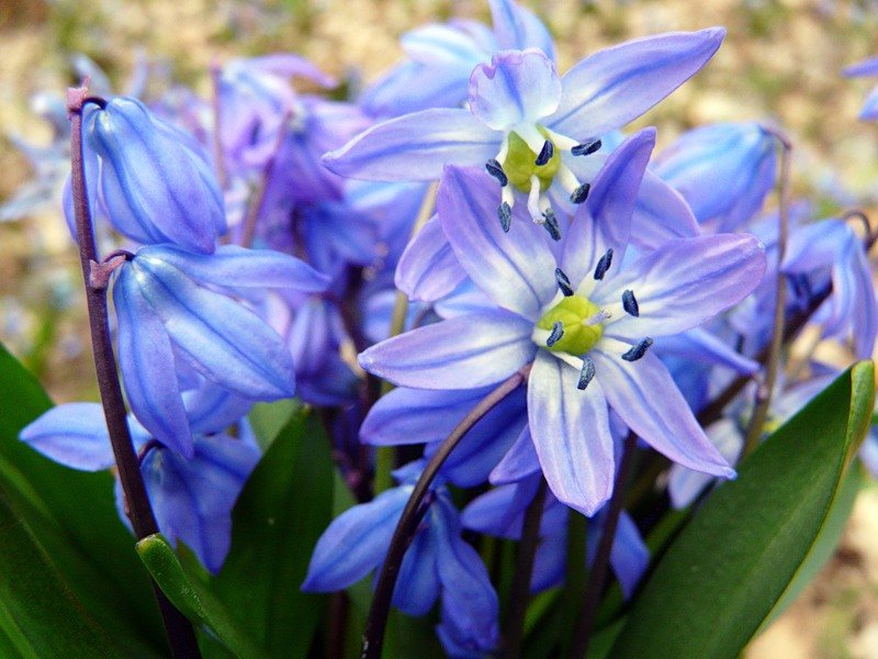 Пролеска или сцилла