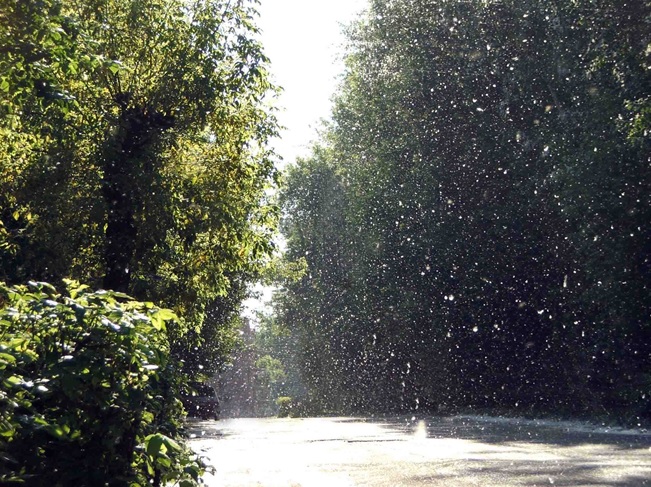 Тополиный пух