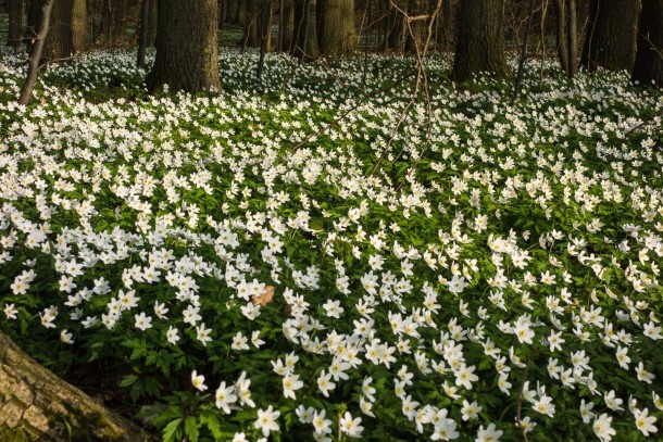 Ветренница, анемона