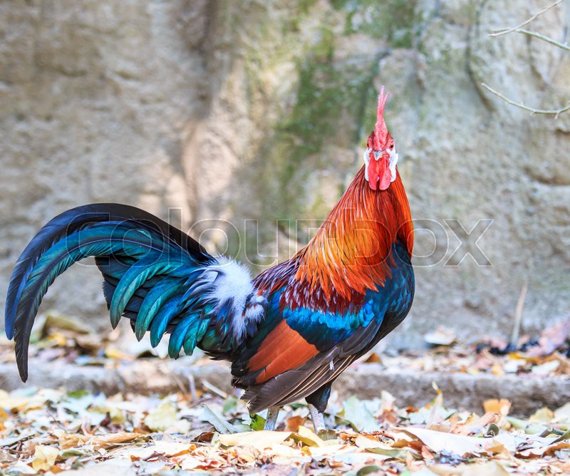 На год Петуха