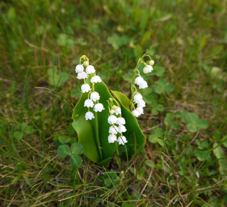 Первый ландыш. Зарисовка
