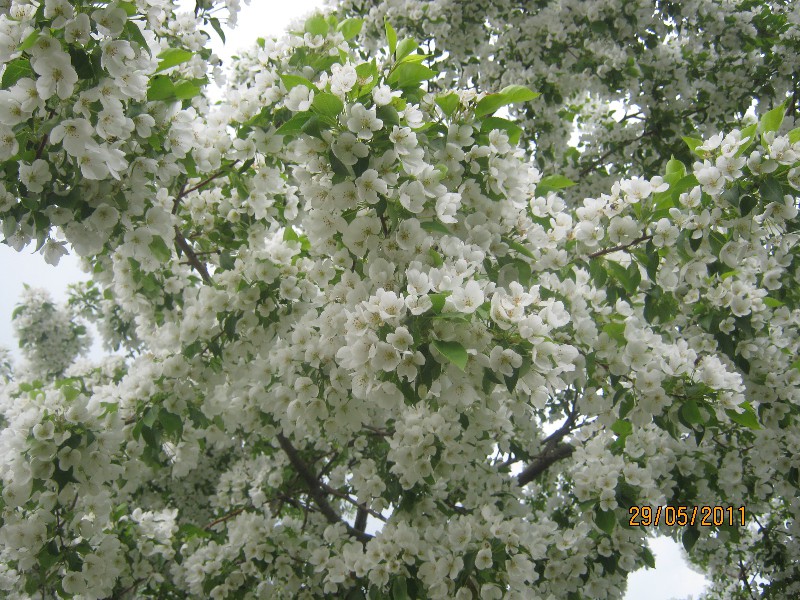 Жалею, зову и плачу...