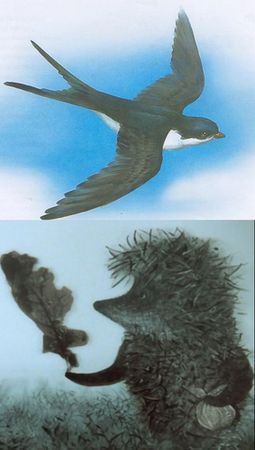 Ласточка и ёжик