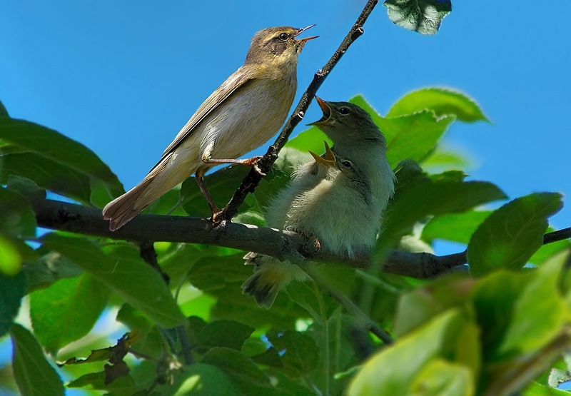 Щебечут птицы, Бога хвалят! (Раиса Дор) / Стихи.ру