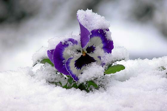 54. Квёлая весна