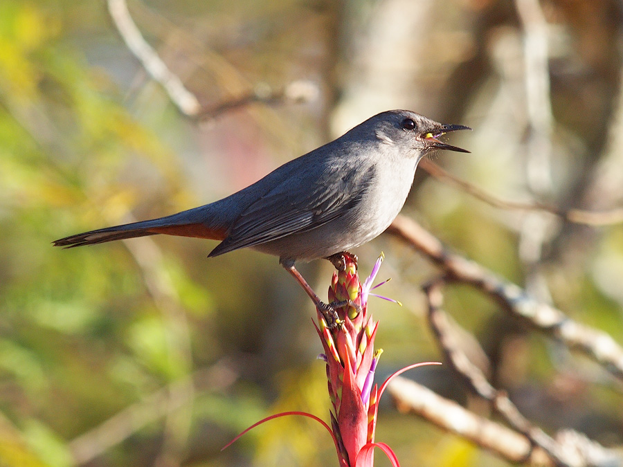 Ночной пересмешник