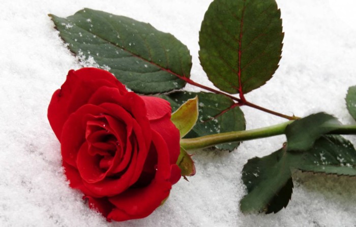 Вдохновение. Начнём с любви, Учитель мой!