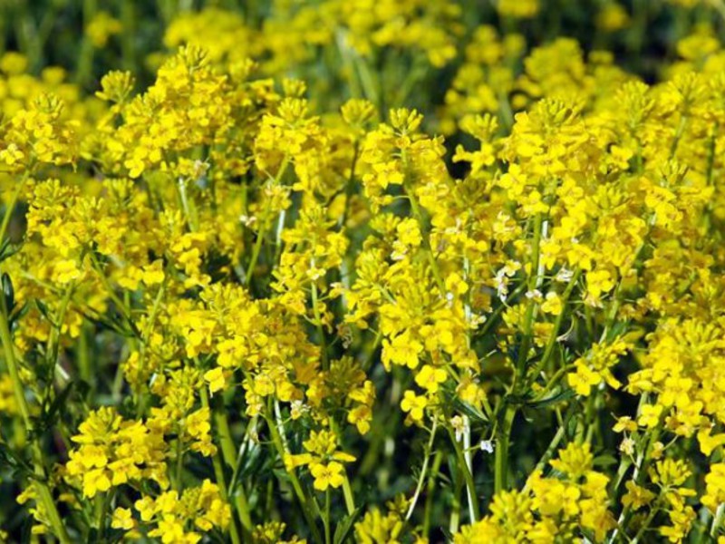 Сурепка - растение-космополит