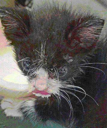 Преображение котёнка