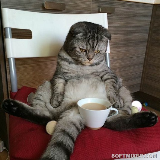 Смурение у котов