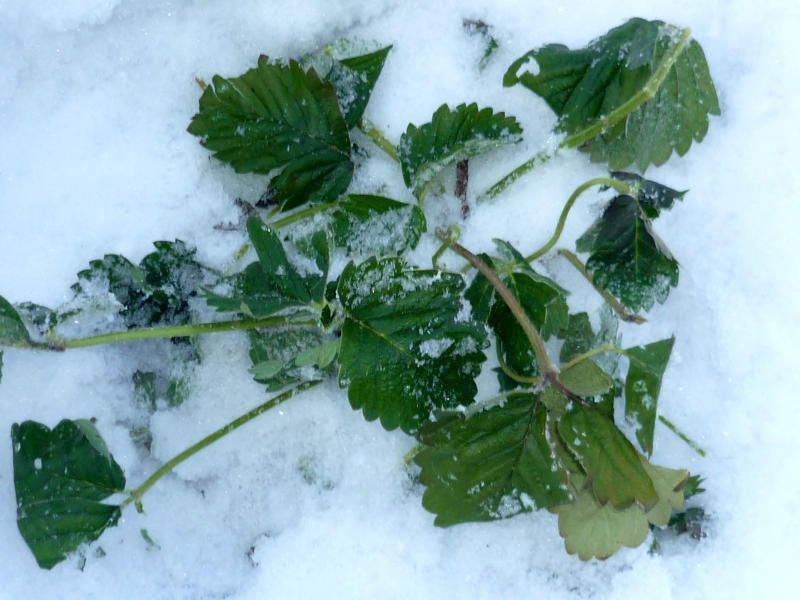 Зелёная Метель