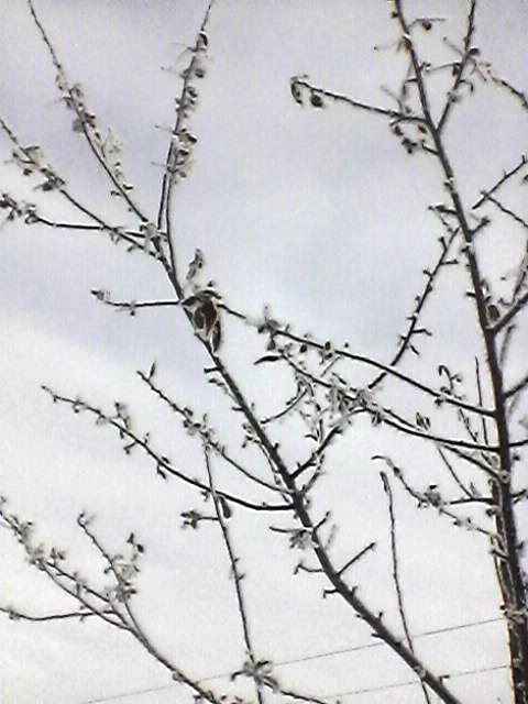 Весенние зарисовки