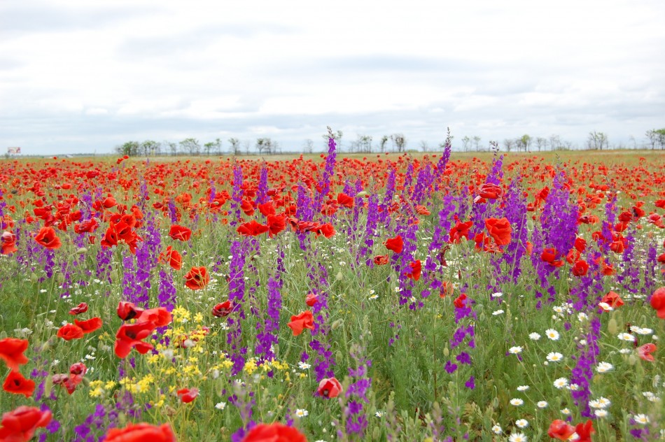 Полевые цветы