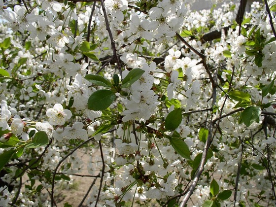 Сад весенний в белоснежных кружевах