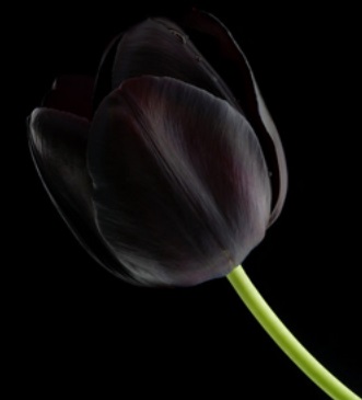 Чёрный тюльпан