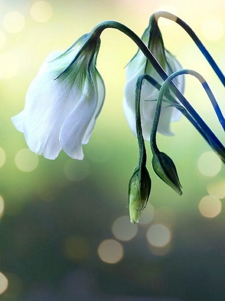 Серебряные нити (Ирина Корся-Барашева) / Стихи.ру