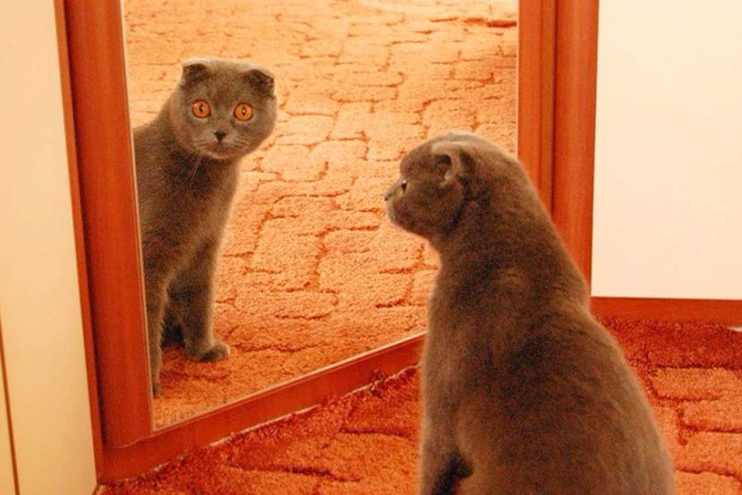 Зеркала. А говорят, что можно в зеркала...