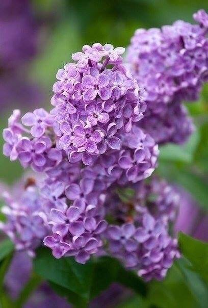 Моя сирень!