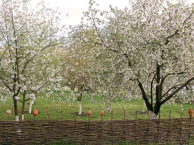 Печаль о родной земле