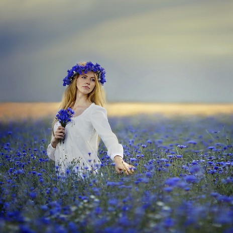 Поле васильковое