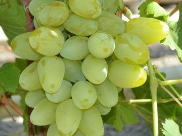 Звёзды смотрят вниз