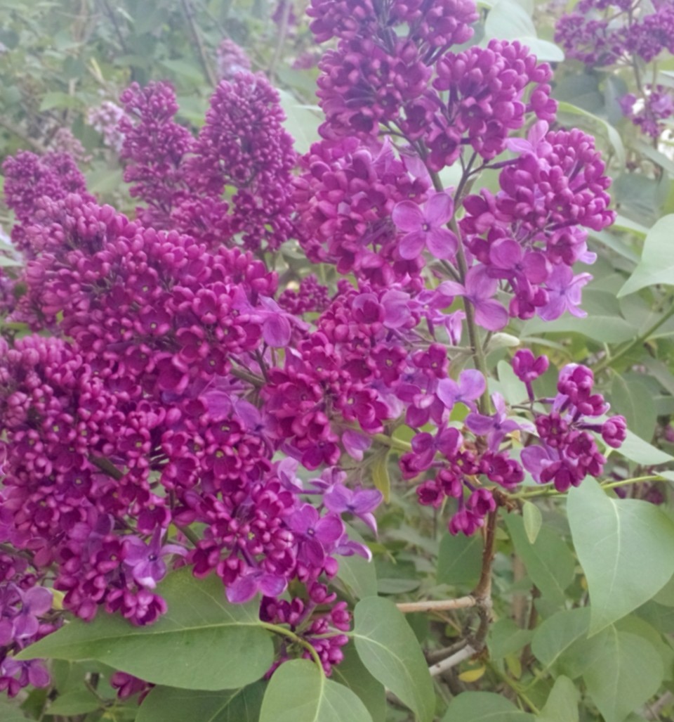 Сирень (Приоре Амикус) / Стихи.ру